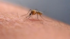 Each species of mosquito has its own “favorite” people, study shows