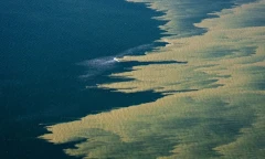 Toxic algae blooms spread in Baltic Sea due to abnormal heatwave