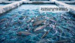 ԱՄԷ արտահանվել է 60 տոննա հայկական ձուկ և ձկնամթերք. ՍԱՏՄ