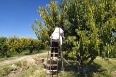 Ցրտահարության վտանգ․ Հիդրոմետը հորդորում է բերքահավաք իրականացնել