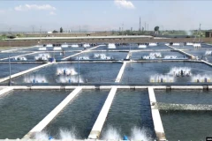 Ոստիկանները Սիփանիկում հայտնաբերել են ապօրինի գործող ձկնաբուծարան (վիդեո)