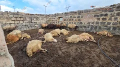 Ջրամբար գյուղում գայլերի ոհմակը հnշոտել է գյուղացուն պատկանող մեծ թվով գառների