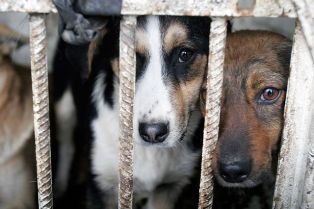 4 октября - международный день защиты животных: В Ереване объявлен сбор денег дл