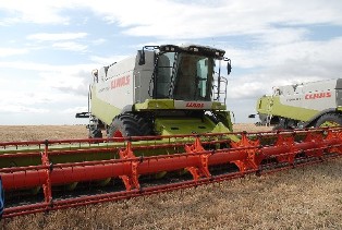 Сбор зерновых в России сократился на одну треть