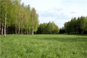 В Австралии появилось экологически чистое кладбище