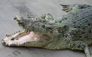 Самолет упал в Конго из-за крокодила на борту