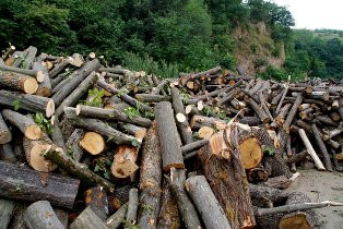 Շուտով ծառահատումների մասին հնարավոր կլինի ահազանգել նաեւ SMS-ների միջոցով