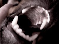 Самолет с 122 пассажирами на борту совершил экстренную посадку из-за собаки