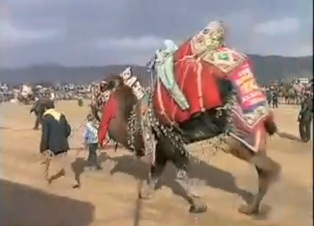 Озабоченные турецкие верблюды дерутся насмерть (видео)