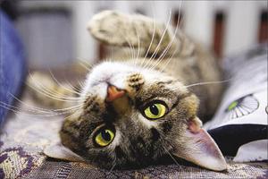 Кошка… напрокат!