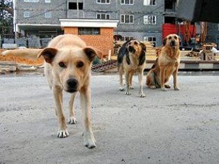 Собаки растерзали 10-летнюю девочку