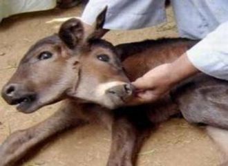 В Турции также родился двуглавый теленок