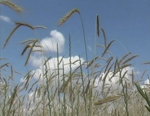 В Армению ввезут 2 тысячи тонн высококачественных семян ячменя