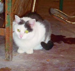 Кошка прошла 40 км, чтобы найти свою хозяйку в доме престарелых