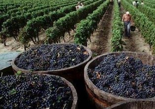 Armenian and Georgian winemakers to win Chinese market?