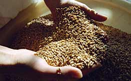 Armenia doubles wheat imports