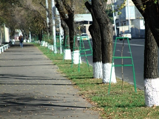 Երեւանում 15 հազար ծառ եւ 5 հազար թուփ է տնկվել