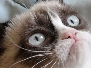 Այժմ Twitter-ում կա «կատվային» մեմ-լեզու` lolcat