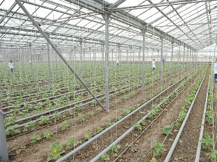 Կոտայքի մարզում 5 հա գերժամանակակից ջերմոցային տնտեսություն կհիմնվի
