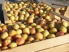Այս պահին մթերվել է շուրջ 10,108 տոննա ծիրան. գյուղնախարարություն