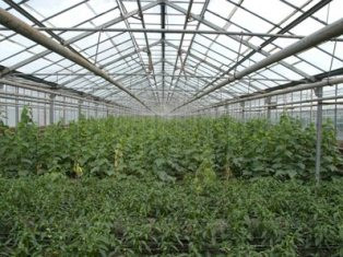 Հայաստանում միայն մեծ ջերմոցների զարգացման հեռանկարն է խոստումնալից