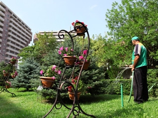 Երեւանում այս տարվա առաջին կիսամյակում տնկվել է շուրջ 40 հազար ծառ