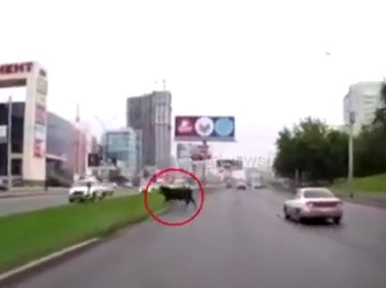 Ցլամարտ սիբիրյան մայրուղու վրա