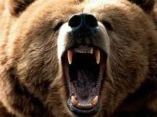 Միչիգանում արջը հարձակվել է երեխայի վրա