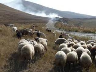Armenia bans import of sheep and goats from Greece