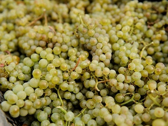 Իսպանացին՝ խաղողի զոհ