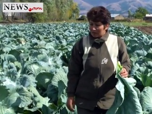 Ինչո՞ւ կաղամբը հեռուստացույց չի դառնում