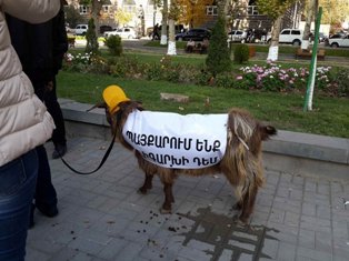 Դեղին գլխարկներով այծեր Մաշտոցի պուրակում (ֆոտո)