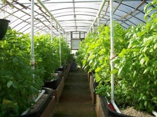 Հայաստանում պատրաստվում են փոքր ջերմոցներն ազատել լիցենզիա ստանալու անհրաժեշտութ