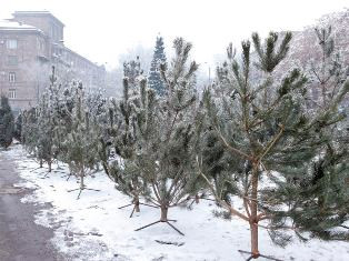 Եղեւնիների եւ սոճիների վաճառքի համար քաղաքապետարանն առանձնացրել է հատուկ տարածքն