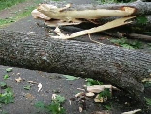 «Պոլիպ» գործարանի մոտ ծառը կոտրվել, ընկել է եւ փակել ճանապարհը