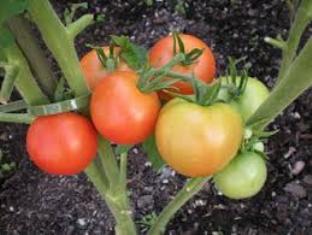 Վնասվել են ջերմոցի կառուցատարրերը