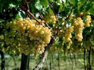 Խաղողի վազի սնկային հիվանդությունների համար բարենպաստ պայմաններ են ստեղծվել. գյո