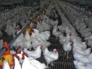 Հայկական թռչնաֆաբրիկայում ճնշում են տղամարդկանց