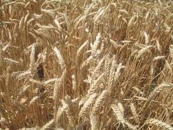 Գյուղացու աշնանացան ցորենը հնձողին եւ գողացողին նույնպես հայտնաբերեցին