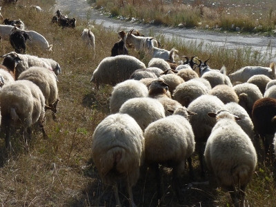 Գողություններ անասնագոմից եւ ջրավազանից