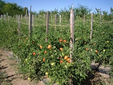 Հայաստանի գյուղատնտեսական մի շարք շրջաններում հայտարարվել է ջրի սղություն