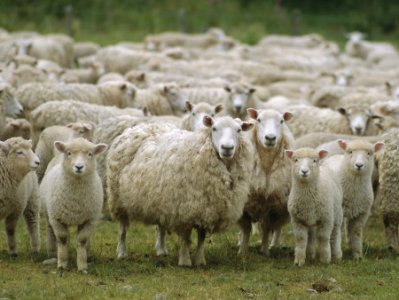 Ոչխարները 7 պարկ կանեփ են կերել