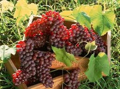 Գինեգործ. Հայկական խաղողի հարյուրավոր տեսակներ անհրաժեշտ է փրկել