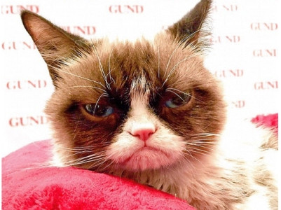 Grumpy Cat-ն ԱՄՆ-ում խաղալիքների տոնավաճառ է այցելել