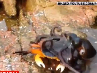Ծովախեցգետնի եւ ութոտնուկի պայքարը YouTube-ում 2 մլն դիտում է ունեցել