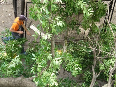 «Նապոլեոնի ծառից» զոհվածի ընտանիքին 81 հազար դոլար են փոխհատուցելու