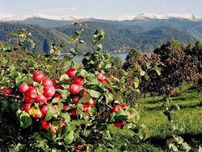 Մրգատու այգիների պլանը «գերակատարվել է» … 1,6 տոկոսով (գրաֆիկ)