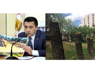 «Երեւանում կտրվում է ամեն բան, ինչը կանաչ սաղարթներ ունի»