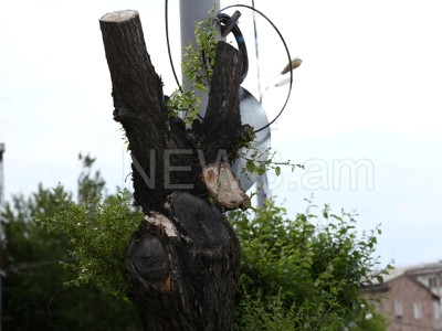 Քաղաքապետարանը ծառերի խորը էտը ոչ մասնագիտական մոտեցմամբ է անում. քննարկում (ֆոտո)