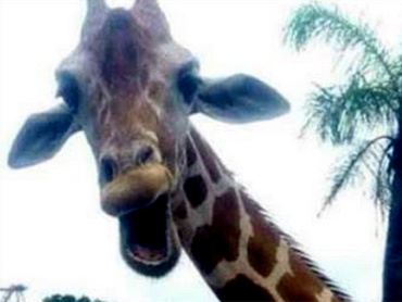 Irish tourists’ selfie at US safari park photobombed by laughing giraffe